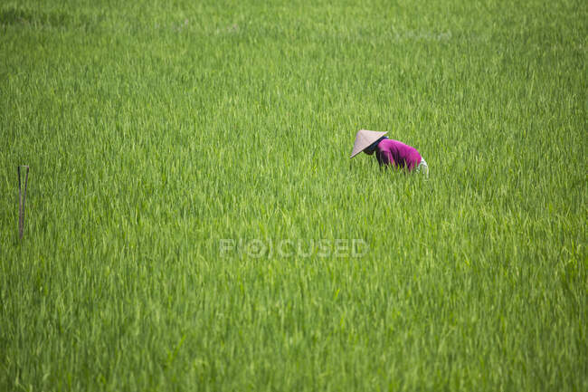 Жіночий фермер, який працює на полі, Ломбок (Індонезія). — стокове фото