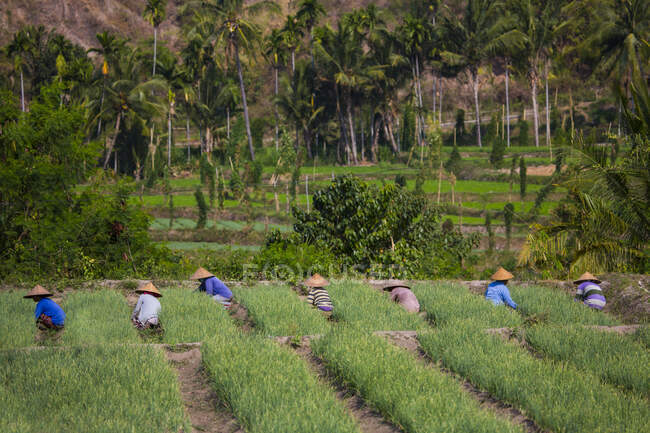 Farm workers tending garlic in field, Lombok, Indonesia — Stock Photo