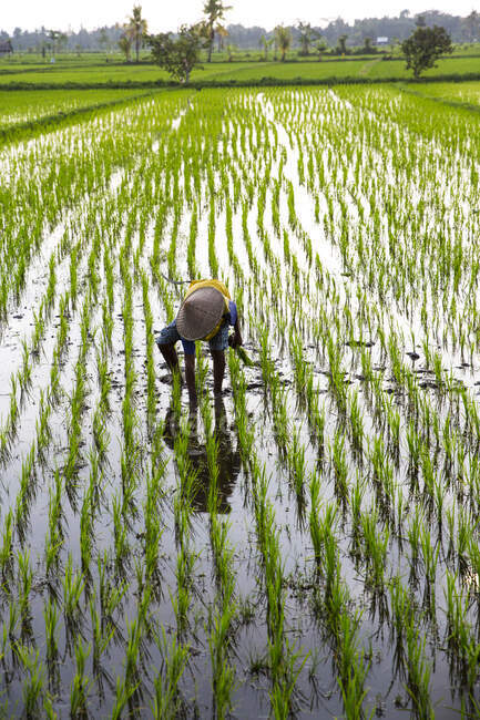 Agricultor plantación en arrozal, Lombok, Indonesia - foto de stock