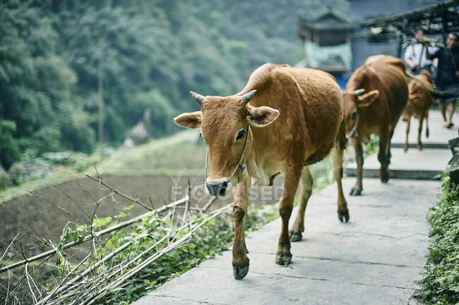 Корови, які ходять підряд, Фенгуан, Хунан, Китай. — стокове фото