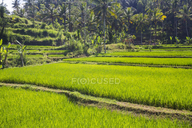 Рисовые террасы, Бали, Индонезия — стоковое фото