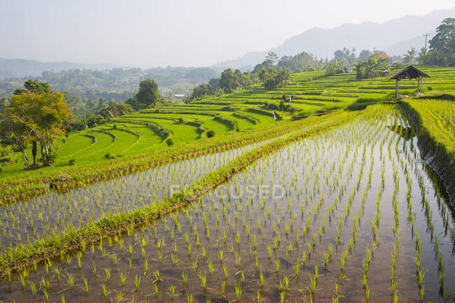 Рисовые террасы, Бали, Индонезия — стоковое фото