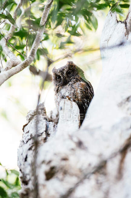 Owl in Kirindy Mitea National Park, Madagascar, Africa — стокове фото
