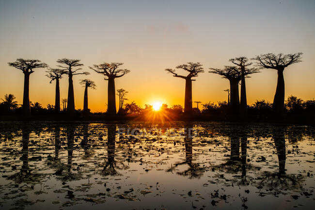 Silhouetted avenue of baobab trees at sunset, Madagascar, Africa - foto de stock