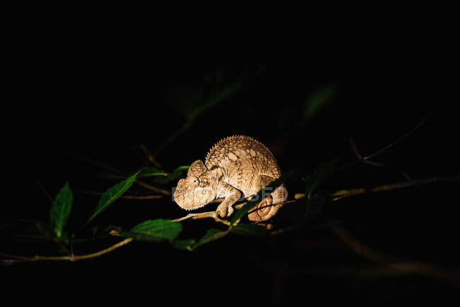 Chameleon on branch at night,  Kirindy Mitea National Park, Madagascar — Stock Photo