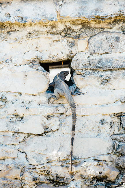 Rifugio lucertola in buca nel muro a Tulum Rovine, Riviera Maya — Foto stock