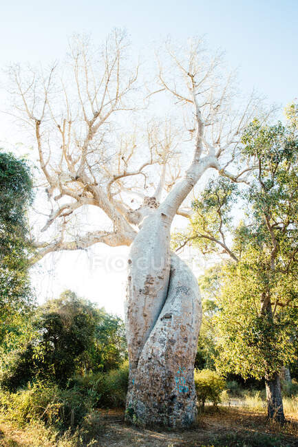 Baobá, Parque Nacional Tsingy de Bemaraha, Madagáscar, África — Fotografia de Stock