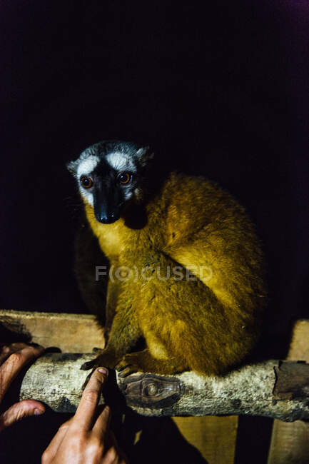 Portrait of a lemur at night, Tsingy de Bemaraha National Park — Stock Photo