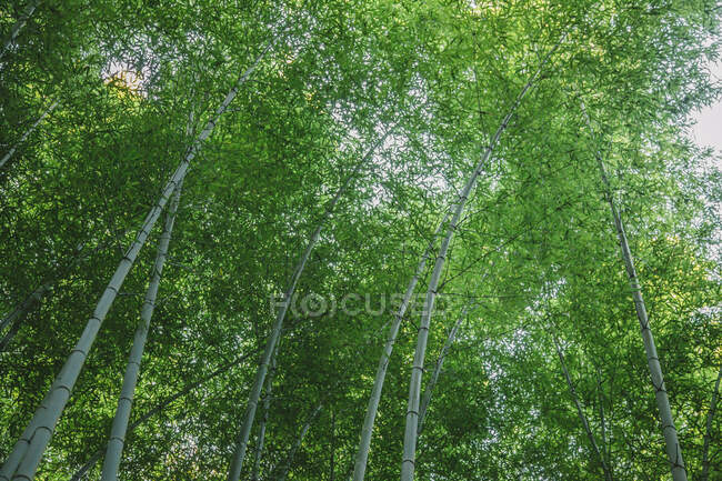 Бамбуковая роща Арашияма, Киото, Япония — стоковое фото
