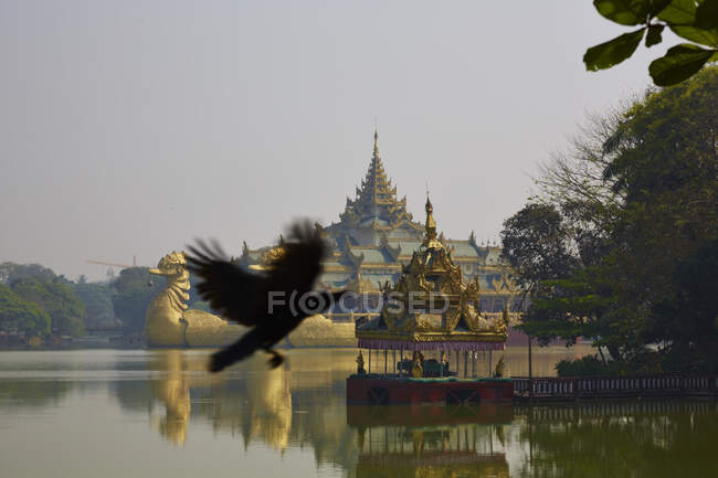 Corvo che vola davanti al palazzo Karaweik, Rangoon / Myanmar — Foto stock