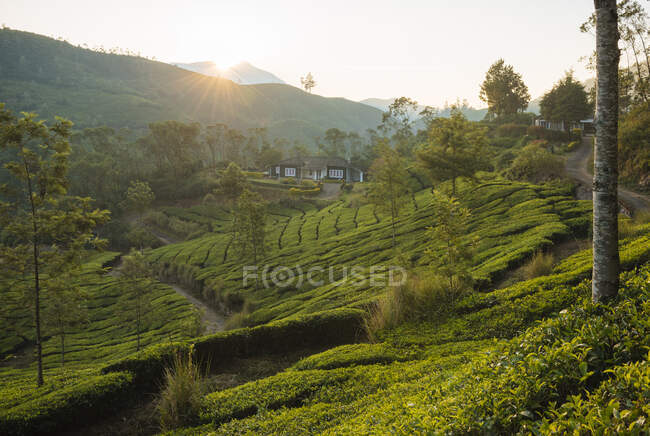 Salida del sol sobre colinas y valle, Top Station, Kerala, India - foto de stock