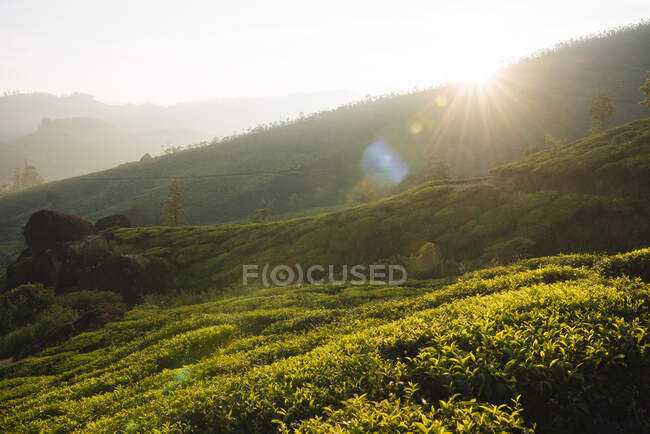 Lever de soleil sur les collines et la vallée, Top Station, Kerala, Inde — Photo de stock