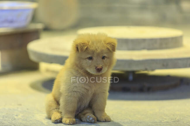 Chow Chow puppy sitting looking away, Nanfeng Kiln, Foshan, China — Stock Photo