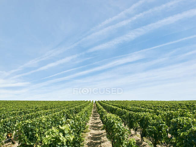 Beautiful Vineyard, Bordeaux, França — Fotografia de Stock