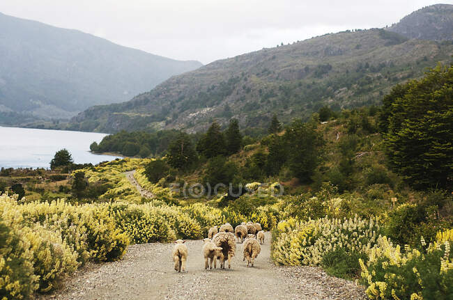 Ovejas caminando en Puerto Tranquilo, Chile - foto de stock