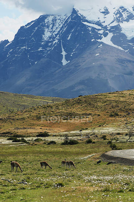 Parco Nazionale Torres Del Paine, Cile — Foto stock