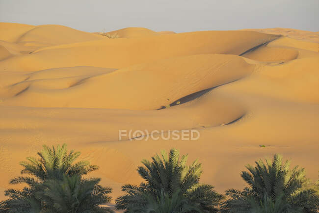 Palmeras datileras y dunas de arena en el desierto del Barrio Vacío - foto de stock