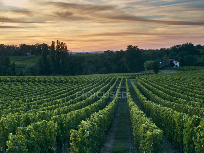 Красивый виноградник, Бордо, Франция — стоковое фото