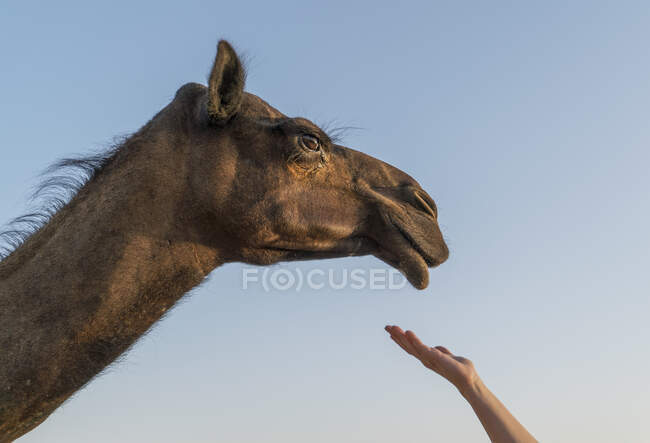 Mano de mujer extendiéndose al camello, Abu Dhabi, Emiratos Árabes Unidos - foto de stock