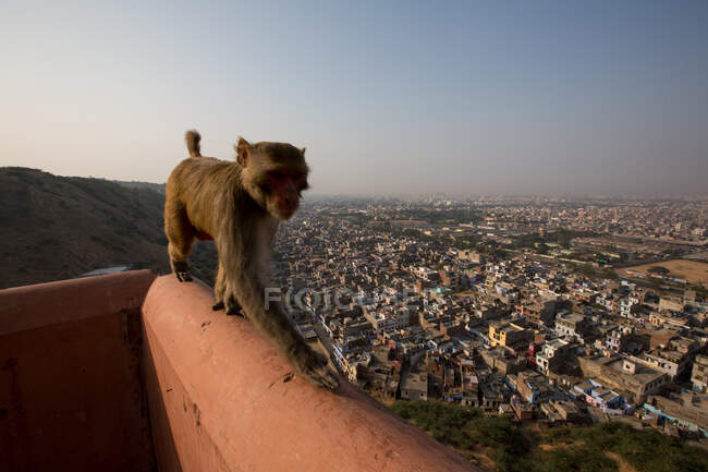 Mono caminando a lo largo de la pared elevada sobre la ciudad de Jaipur, Galtaji - foto de stock