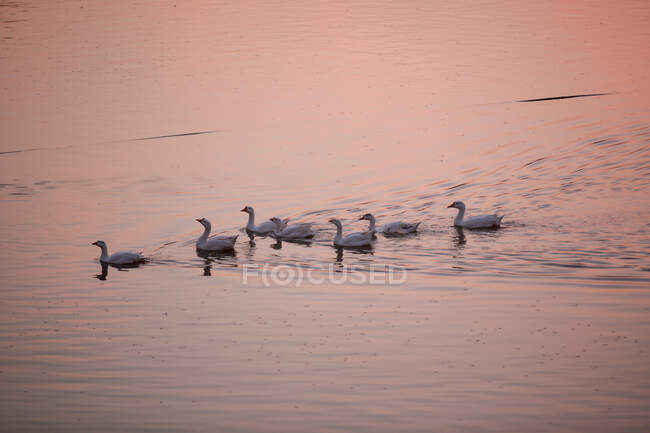 Oche che nuotano sul lago Pushkar al tramonto, Rajasthan, India — Foto stock