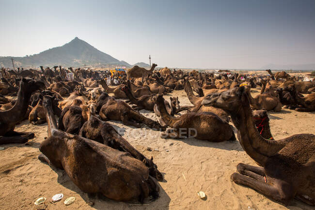 Camellos arrodillados en Pushkar Camel Fair, Pushkar, Rajastán, India - foto de stock