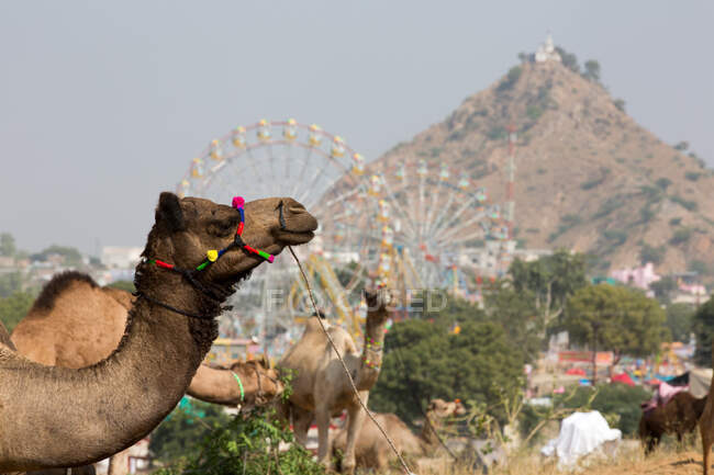 Camel wearing multicolored halter at Pushkar Camel Fair, Pushkar — Stock Photo