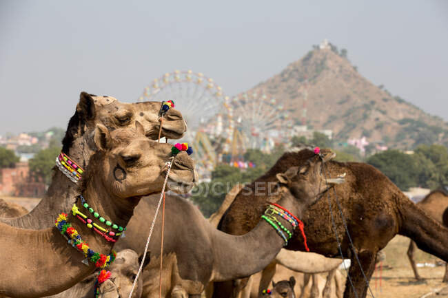 Camels wearing multicolored bead necklaces at Pushkar Camel Fair — Stock Photo
