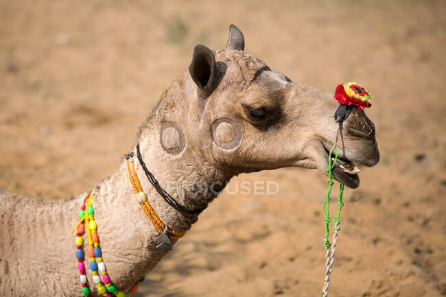 Portrait of camel wearing multicolored bead necklace at Pushkar — Stock Photo