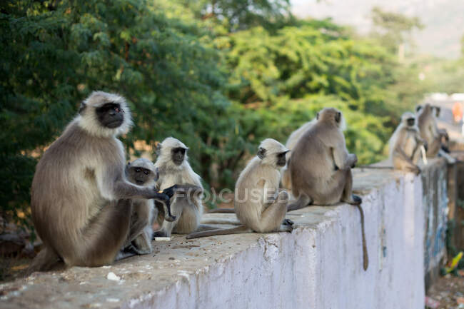 Linguado cinzento ou linguajar sagrado Chamba (Semnopithecus ajax) macacos — Fotografia de Stock