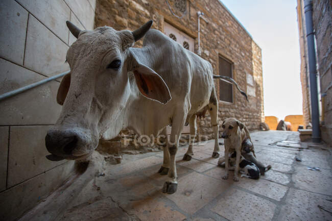 Portrait of cow and female dog feeding puppies on street, Jaisal — Stock Photo