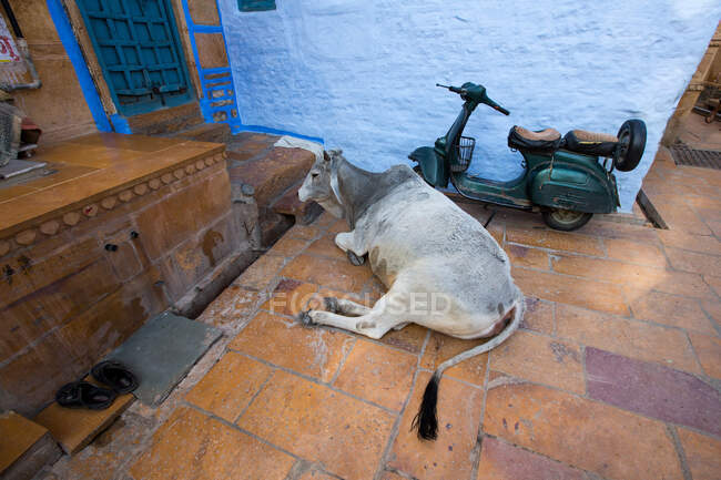 Vaca deitada em lajes de pavimentação fora de casa, Jaisalmer, Rajasthan — Fotografia de Stock