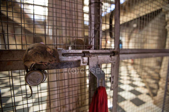 Rata en jaula en Karni Mata templo de ratas, Deshnoke, Rajastán, India - foto de stock