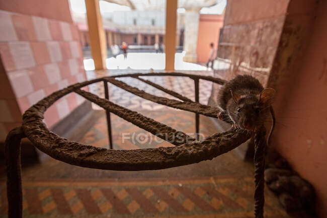 Пацючий храм Карні Мата, Дешноке, Раджастхан, Індія. — стокове фото