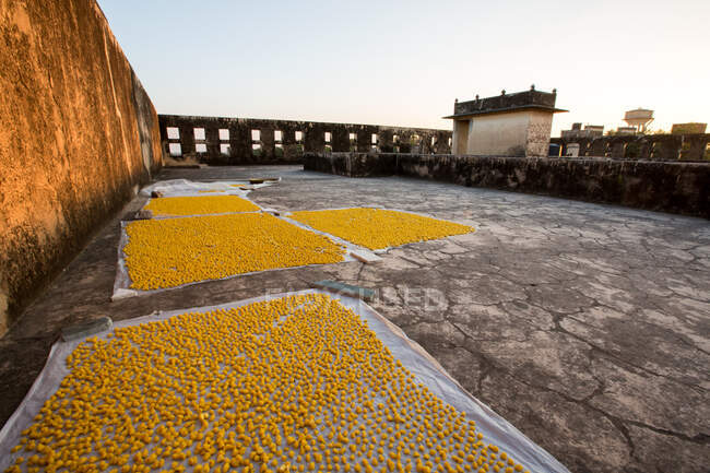 Petiscos amarelos secando em musselina, Deshnoke, Bikaner, Rajasthan — Fotografia de Stock