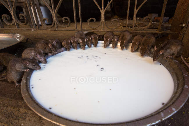 Ratti che si nutrono dalla ciotola al tempio dei ratti Karni Mata, Deshnoke, Rajasthan — Foto stock
