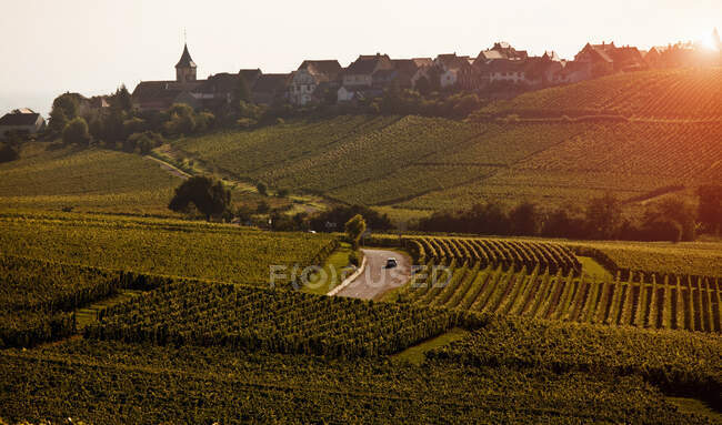 Vineyard, Riquewihr, Эльзас, Франция — стоковое фото