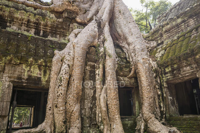 Ruines du temple et racines d'arbres envahis à Ta Phrom, Angkor Wat, C — Photo de stock