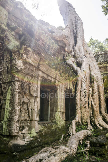 Ruinas del templo y raíces de árboles en Ta Phrom, Angkor Wat, Camboya - foto de stock