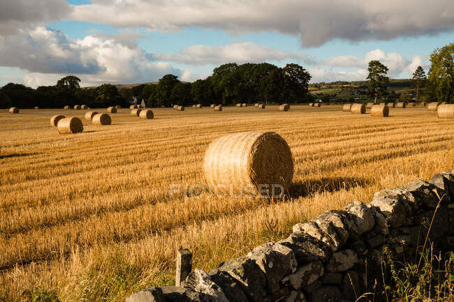 Fardos de feno em terras agrícolas, Dornoch, Escócia, Reino Unido — Fotografia de Stock