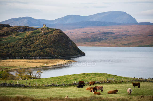 Mandria di vacche al pascolo per loch, Lingua, Scozia, Regno Unito — Foto stock