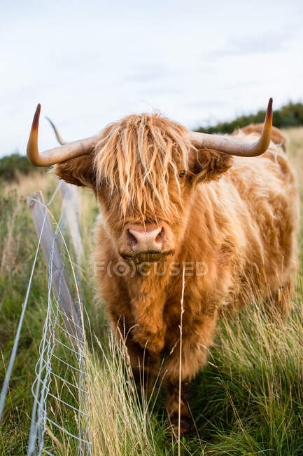 Retrato de vaca das terras altas, Língua, Escócia, Reino Unido — Fotografia de Stock