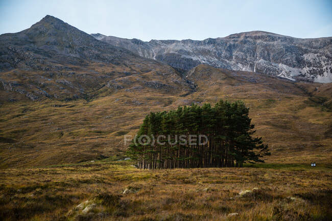 Forêt en pleine nature, Écosse, Royaume-Uni — Photo de stock