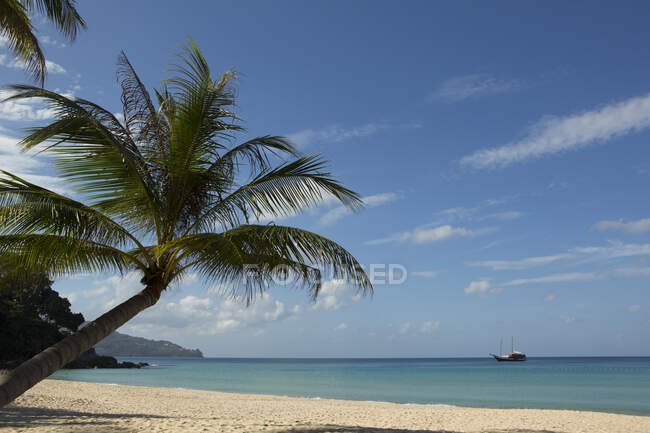 Palm tree and blue sky at Surin Beach, Phuket, Thailand — Stock Photo