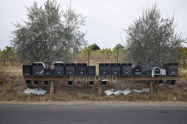 Fila de buzones frente al viñedo, California, EE.UU. - foto de stock