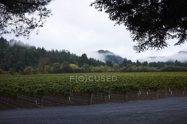 Landscape with rows of grapevines and mist, California, USA — Stock Photo