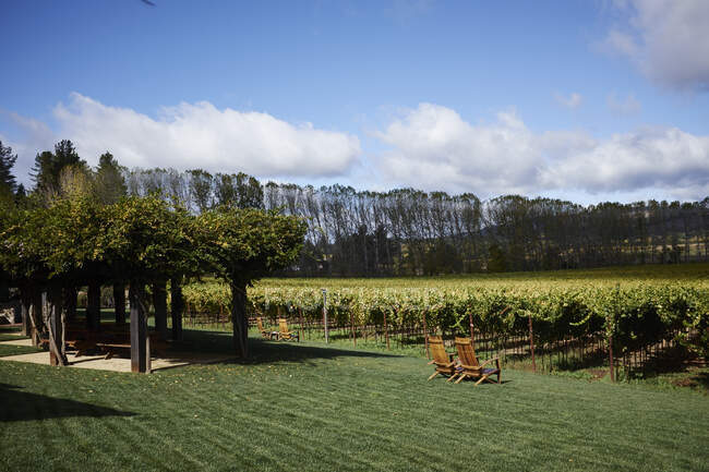Paysage avec rangées de vignes, Californie, États-Unis — Photo de stock