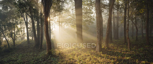 La luz del sol brillando a través de los árboles en el bosque, Hsipaw, Estado de Shan, Mi - foto de stock