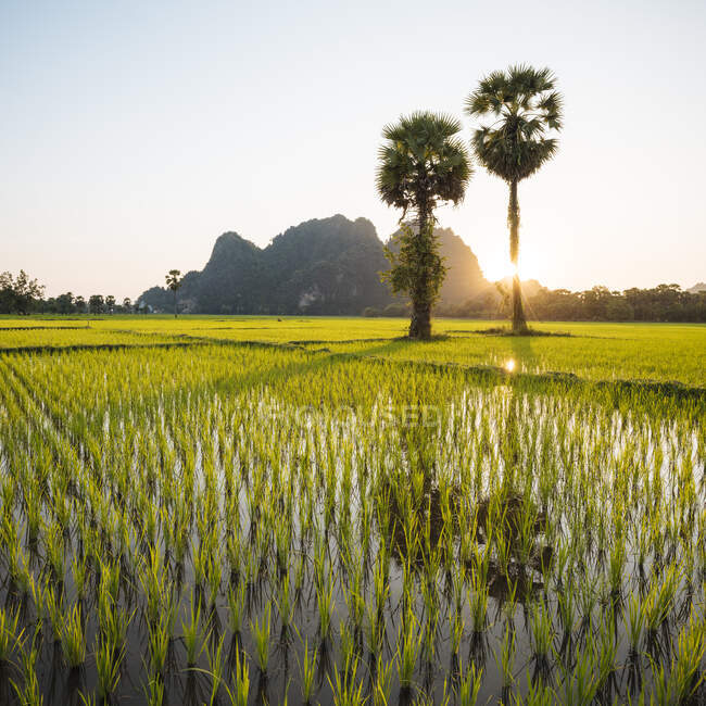 Paddy fields, Hsipaw, Shan State, Myanmar — Fotografia de Stock