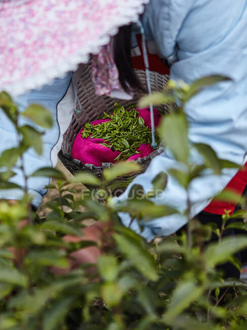 Tea picker picking tea leaves in plantation near Ningbo, Zhejian — Stock Photo